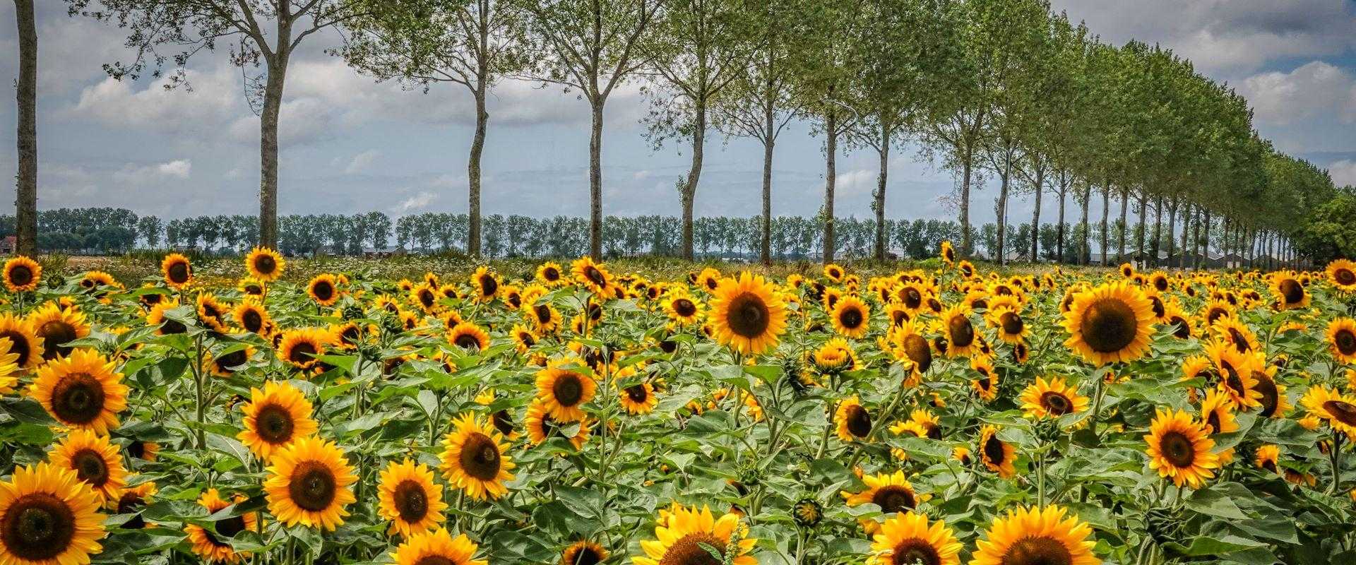Zonnebloemen in Haarlemmermeer