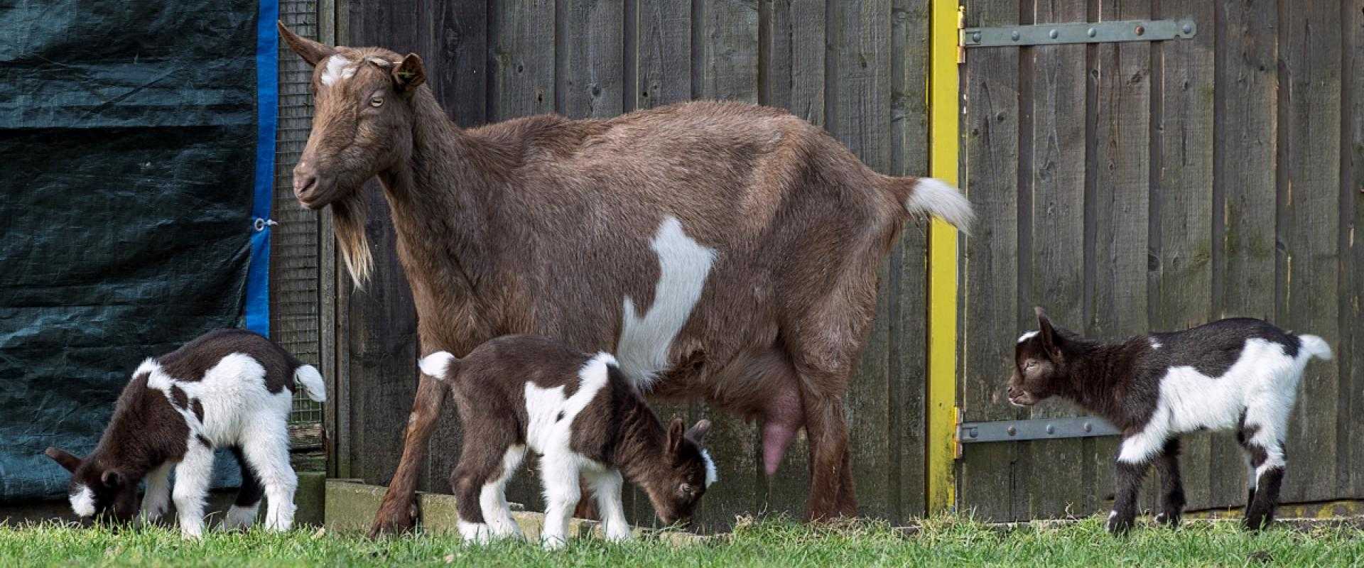 Geiten op kinderboerderij