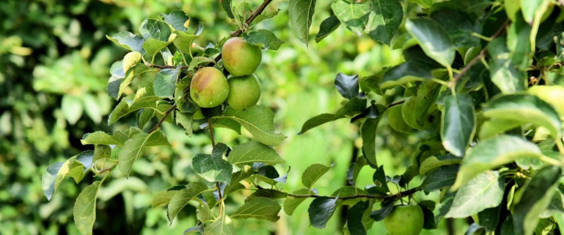 Appels aan boom in de Olmenhorst