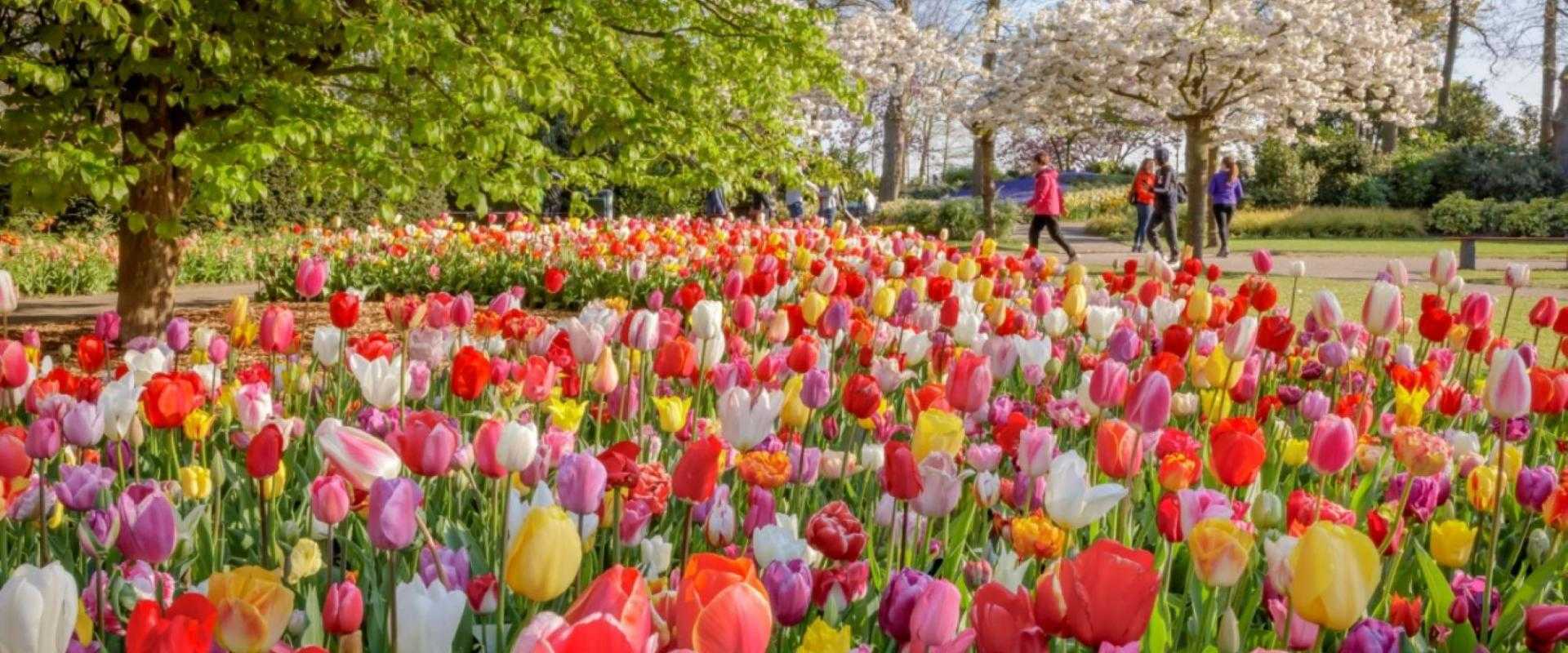 Bloemen in de Keukenhof