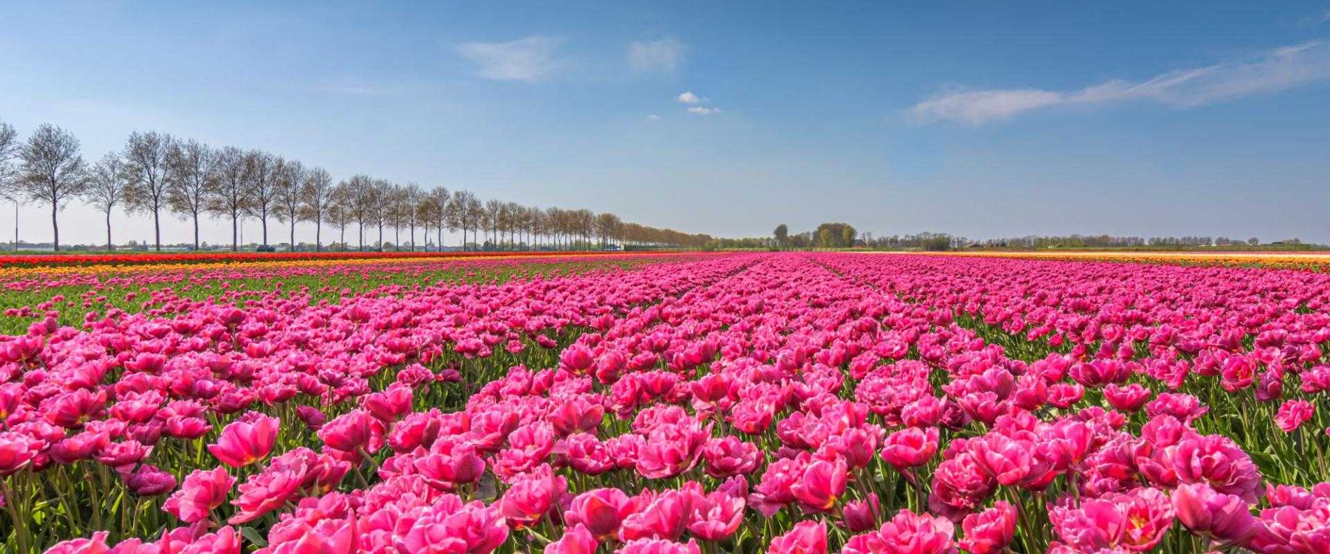 Bloemenveld