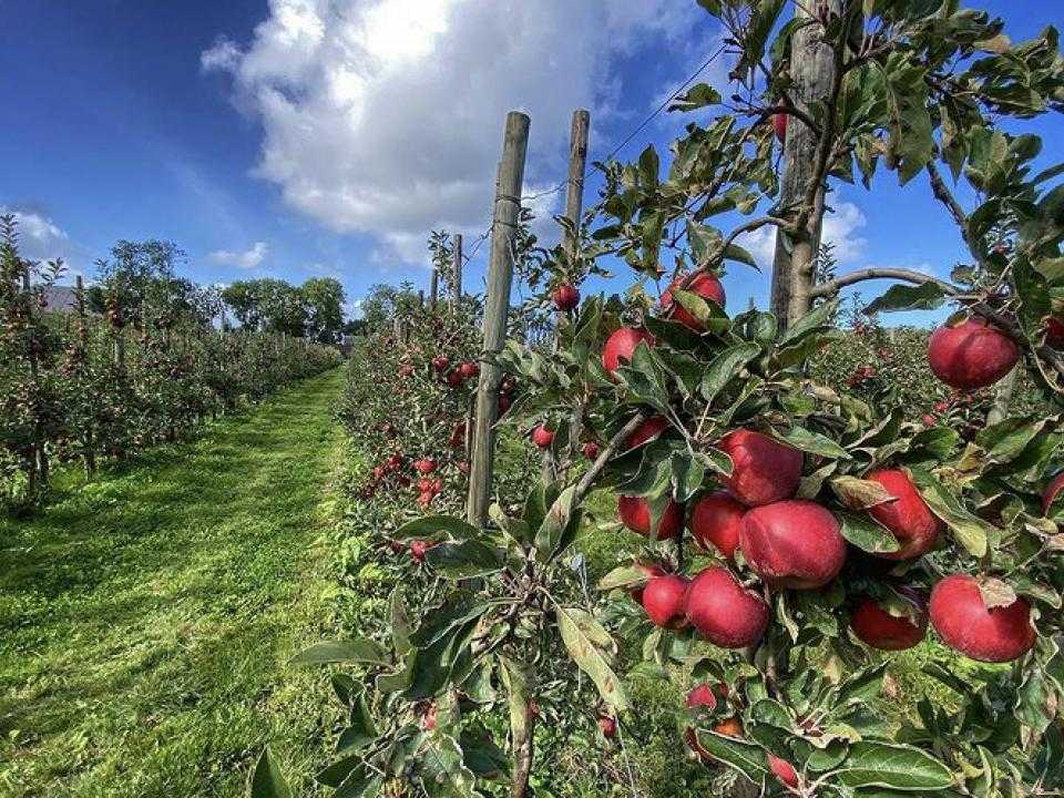 Foto van rij appelbomen bij De Olmenhorst door Karin van Essen