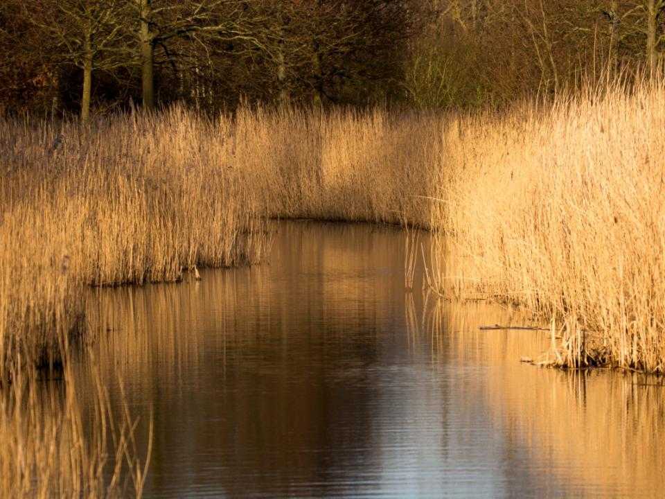 Waterpartij in de groene weelde