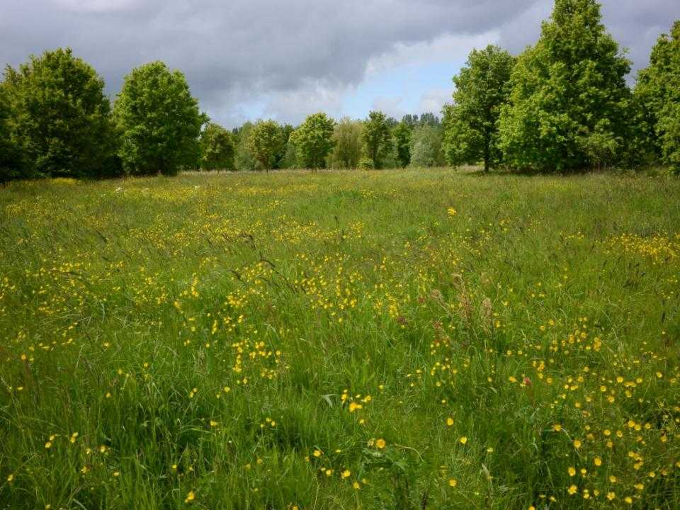 Uitgestrekt grasveld bij de groene weelde