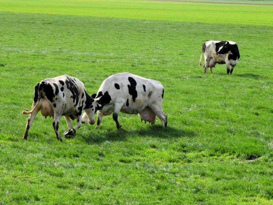 2 vechtende koeien in een weiland