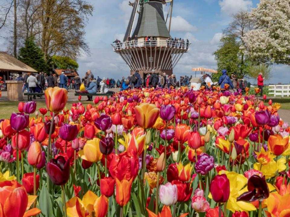 Gekleurde tulpen met op de achtergrond een molen in keukenhof