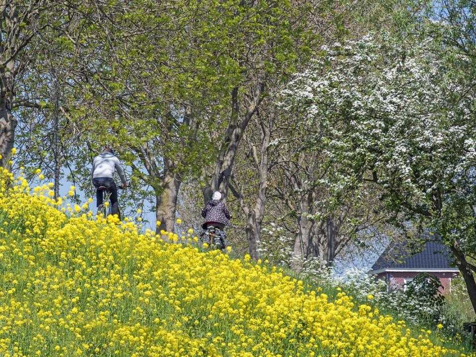 Gele bloemen met fietsers op Geniedijk. 