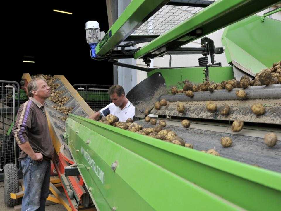 Aan het werk bij het sorteren van aardappels bij de machine