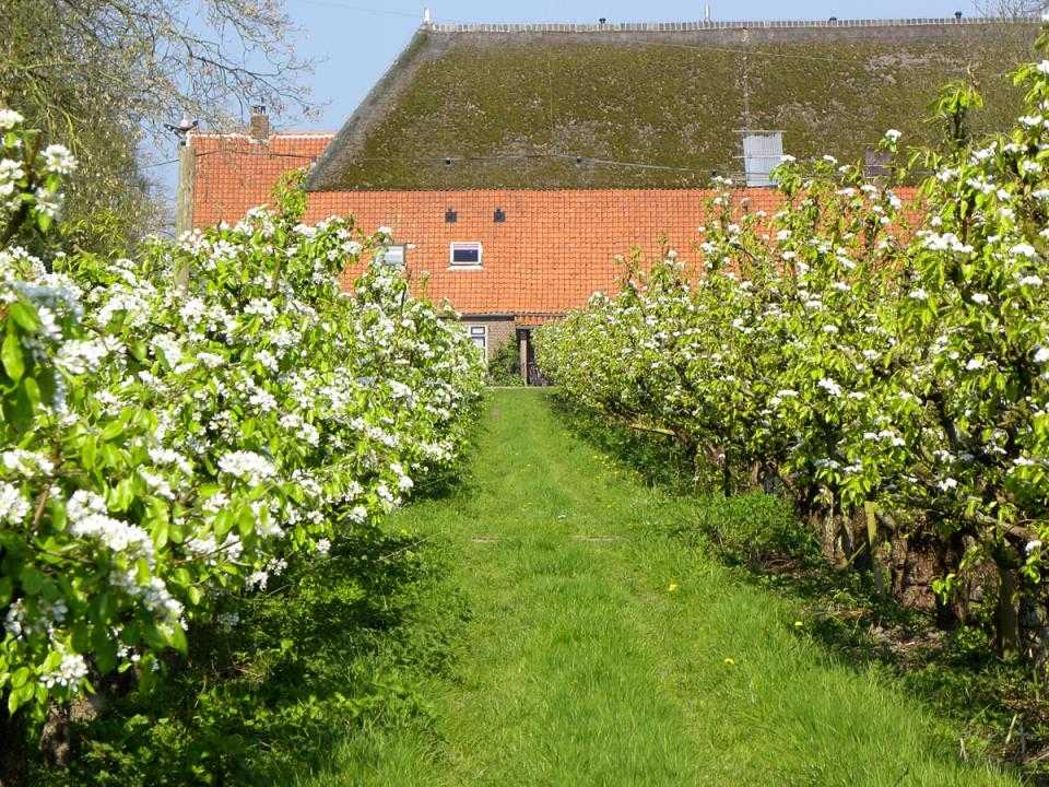 Boomgaard bij Olmenhorst met boerderij op achtergrond