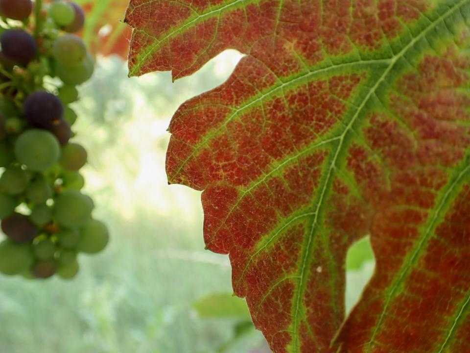 Druifblad MEERgroen