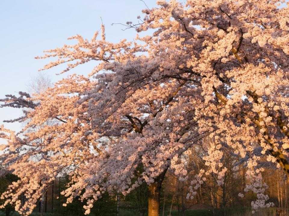 Fruitboom met bloesem
