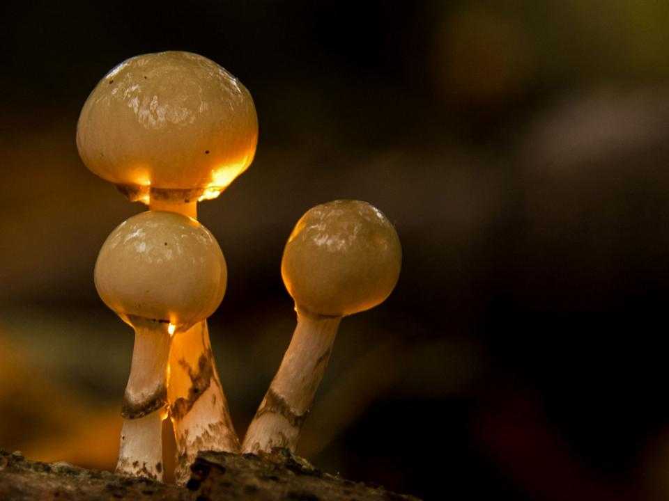 Natuurfoto