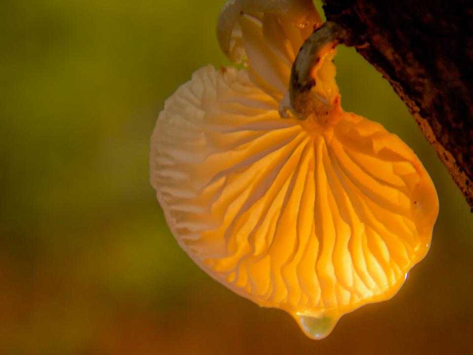 Natuurfoto