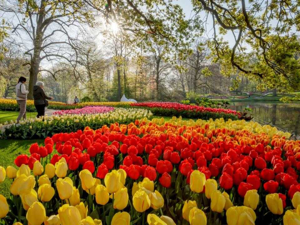 Bloemen in de Keukenhof