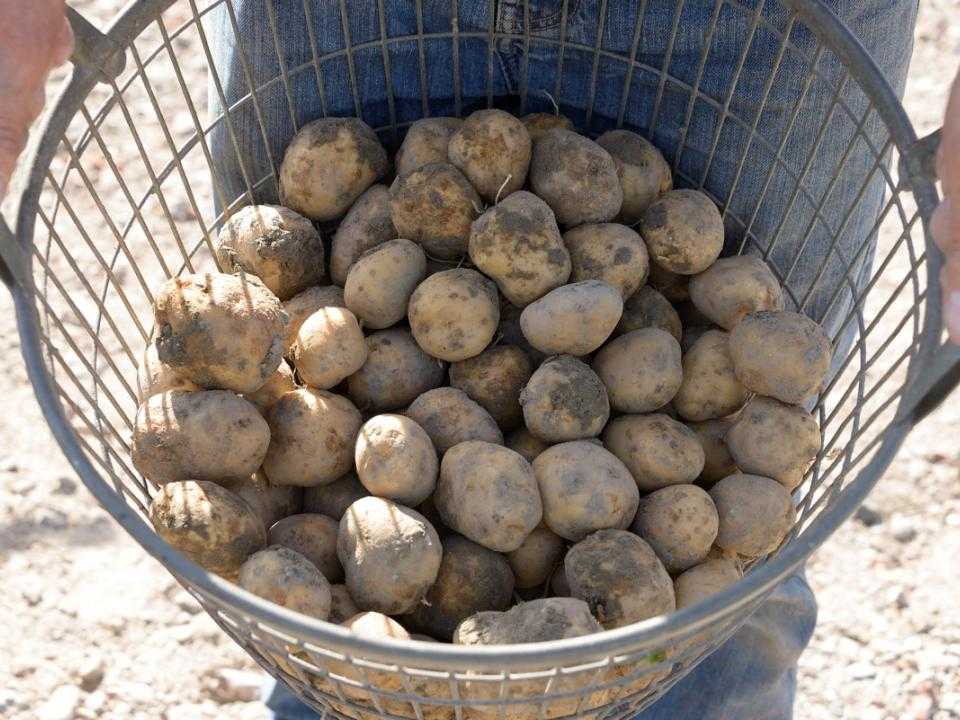 Aardappelen in een mandje