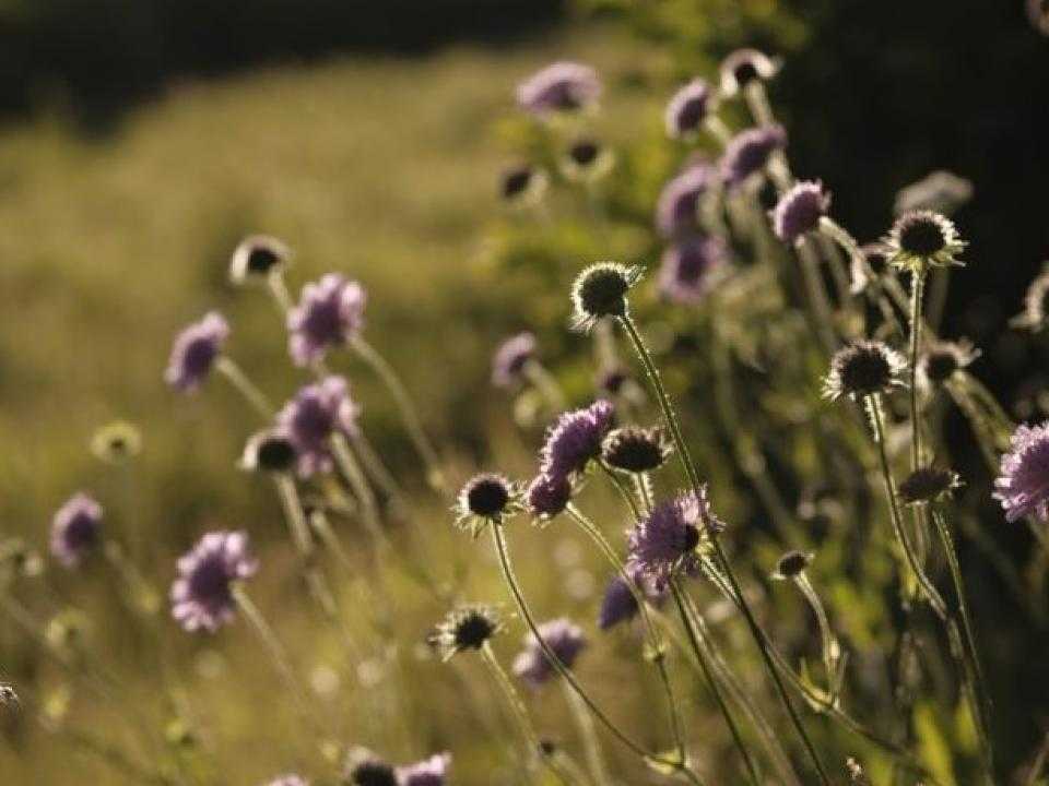 Bloemetjes in de wei