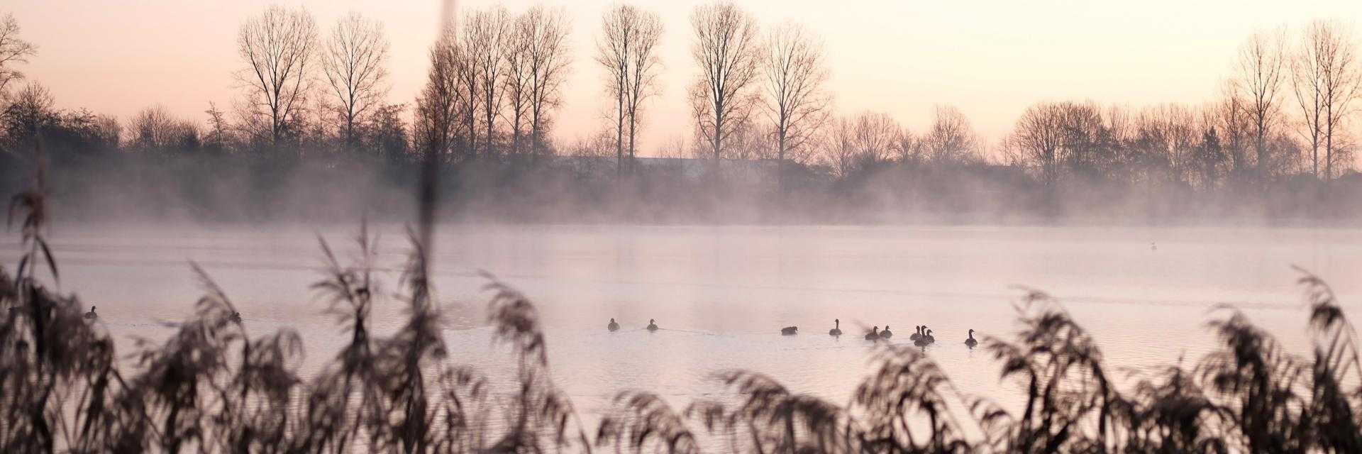 Haarlemmermeerse bos op hele koude dag tijdens zonsopkomst.