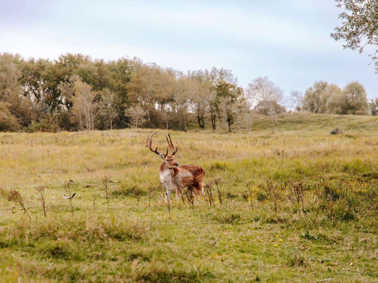 Hert in duinen