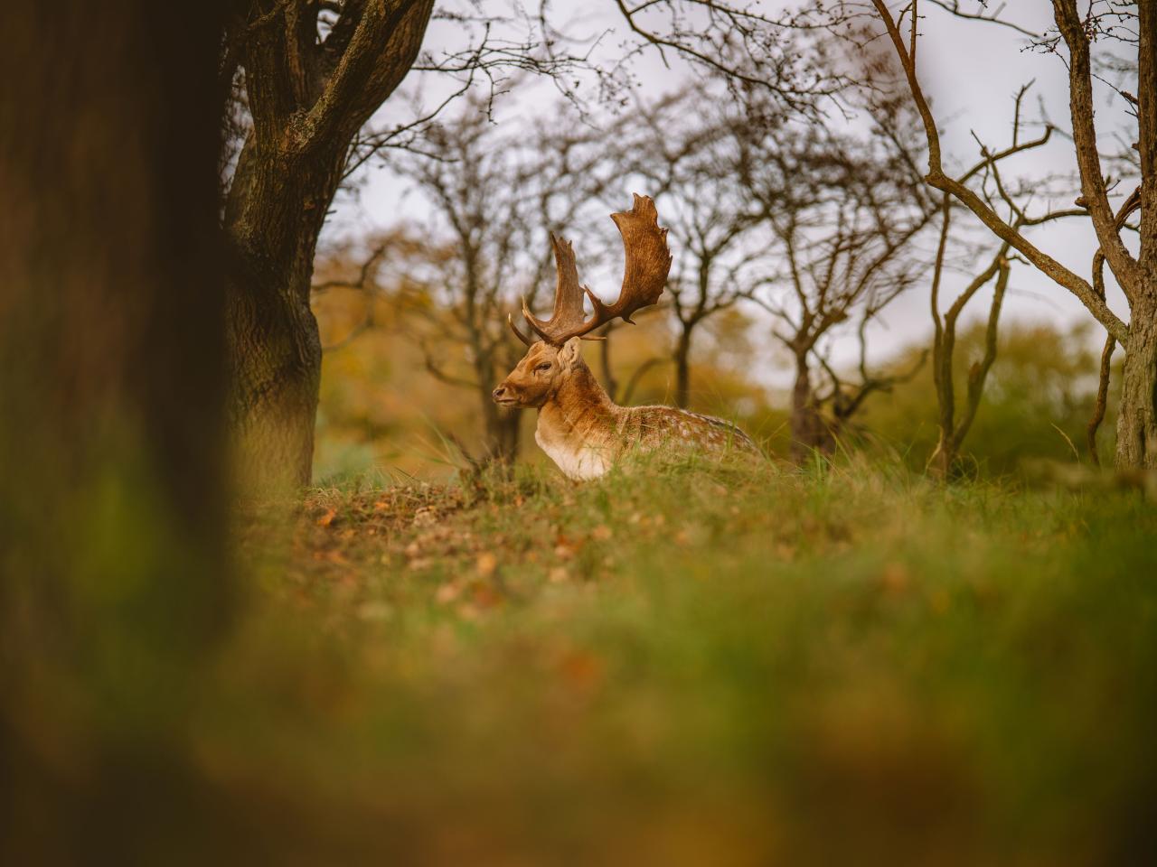 Hert in duinen