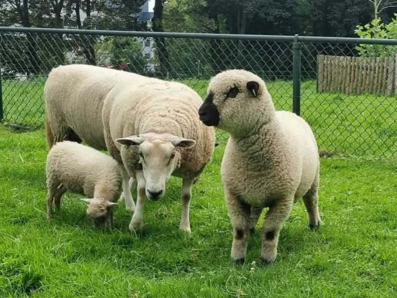 Schapen