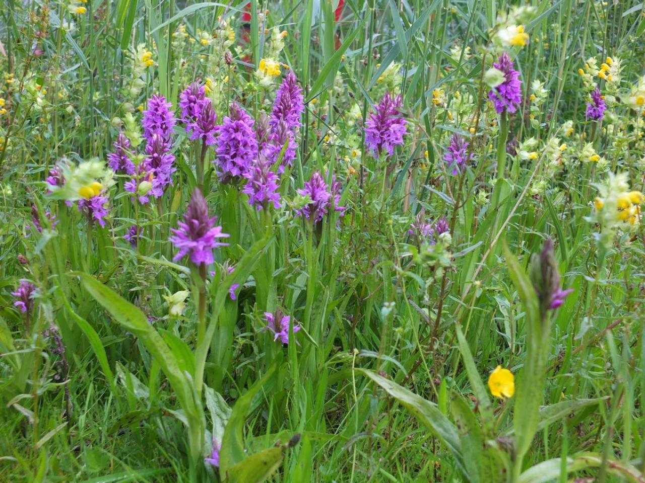 Orchideeën in het wild in Hoofddorp