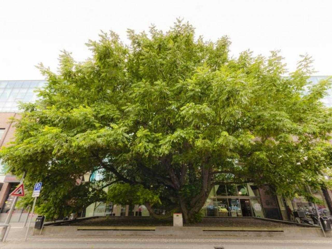 Vleugelnootboom Hoofddorp