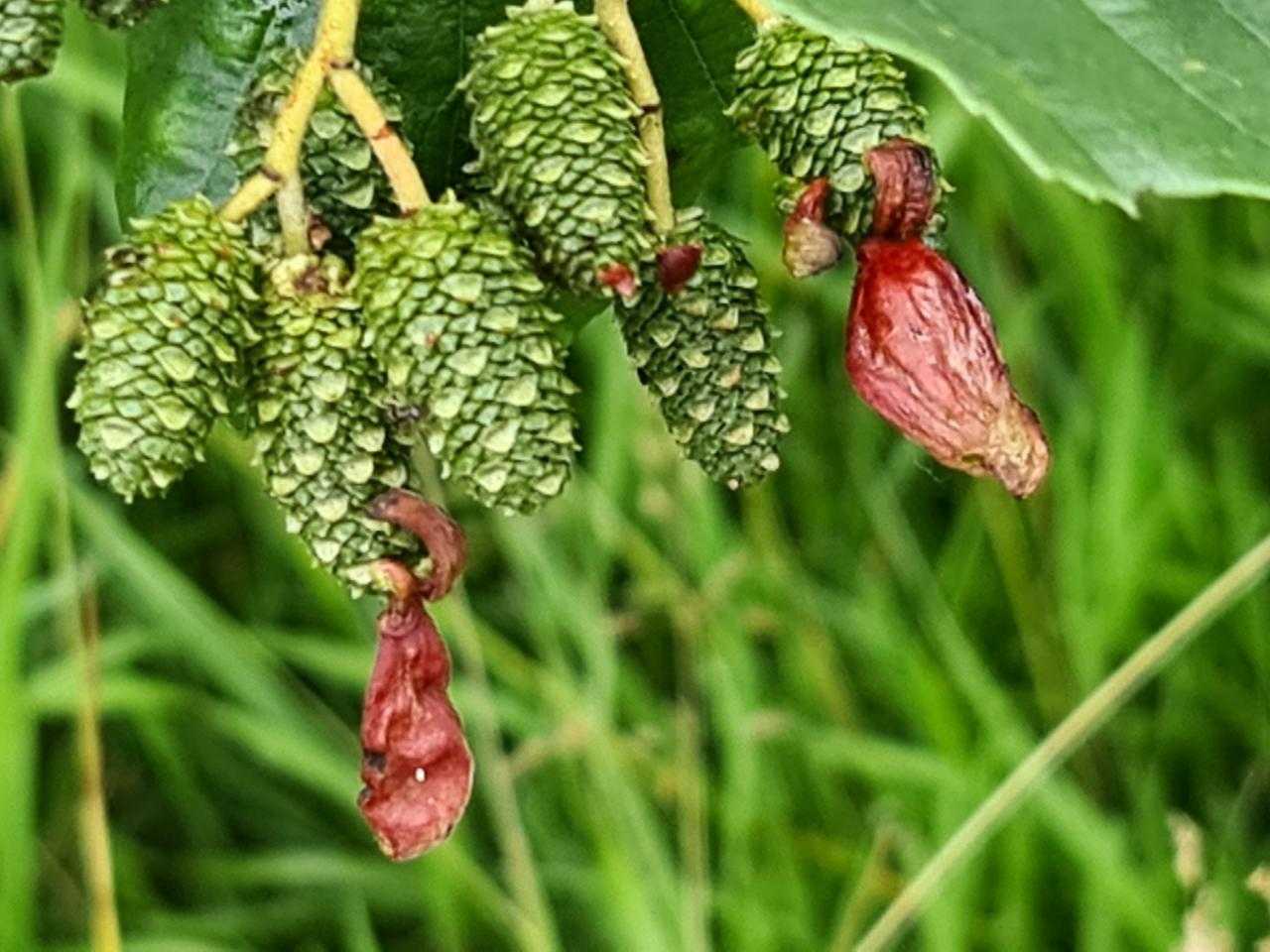 Natuur