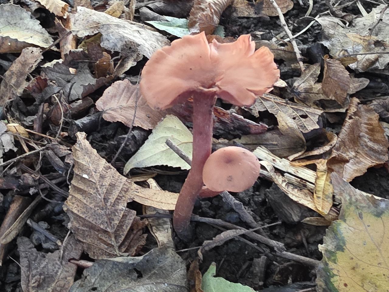Paddenstoelen in het Bulderbos