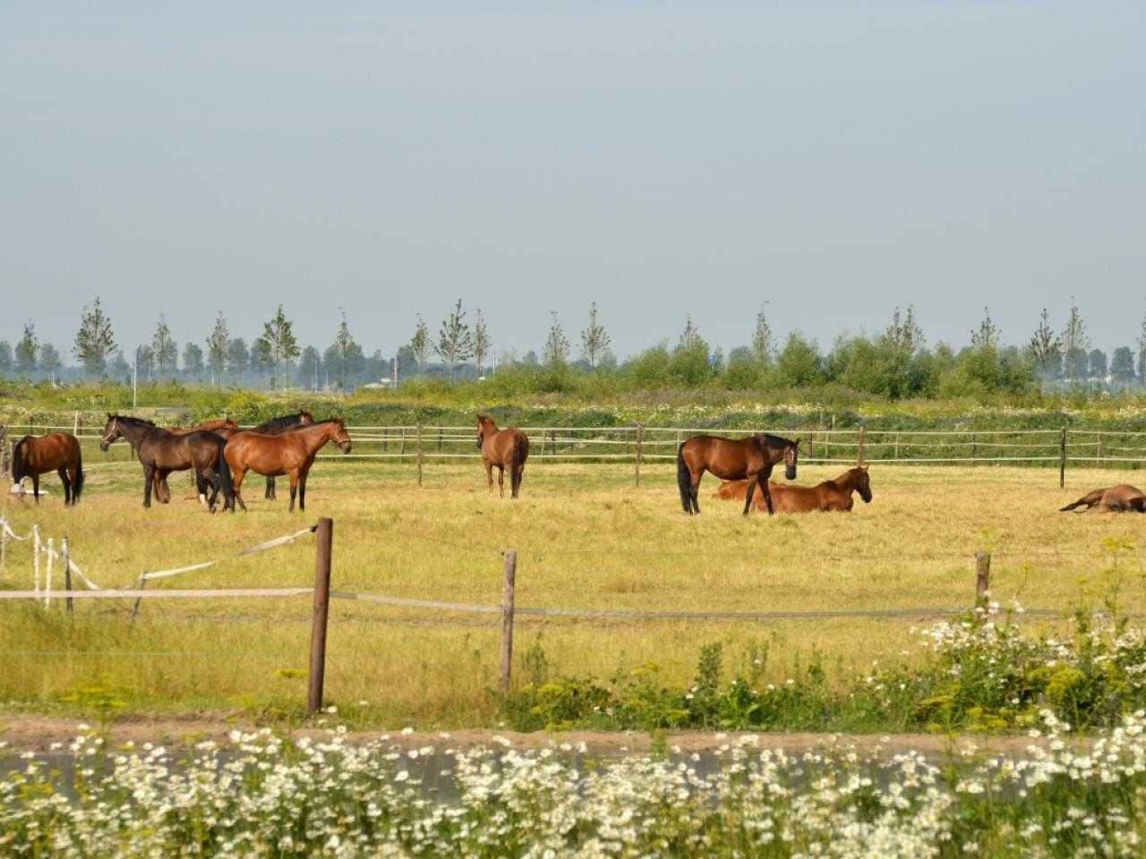 Paarden in weiland nabji park21