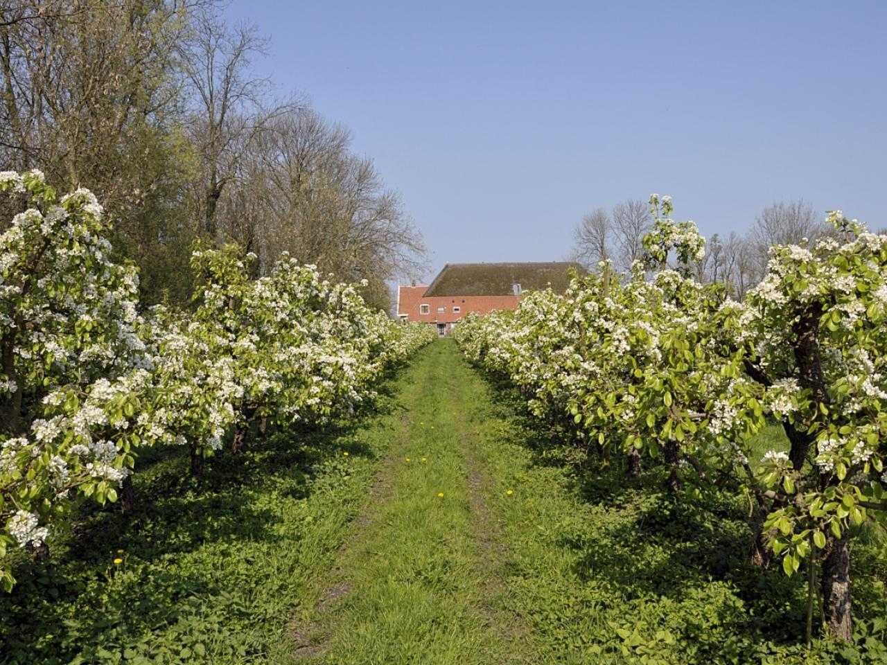 Apple trees on the Olmenhorst in bloom.