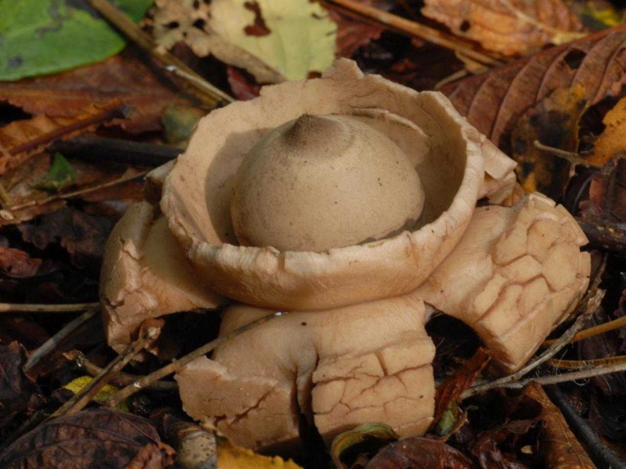 Paddestoel