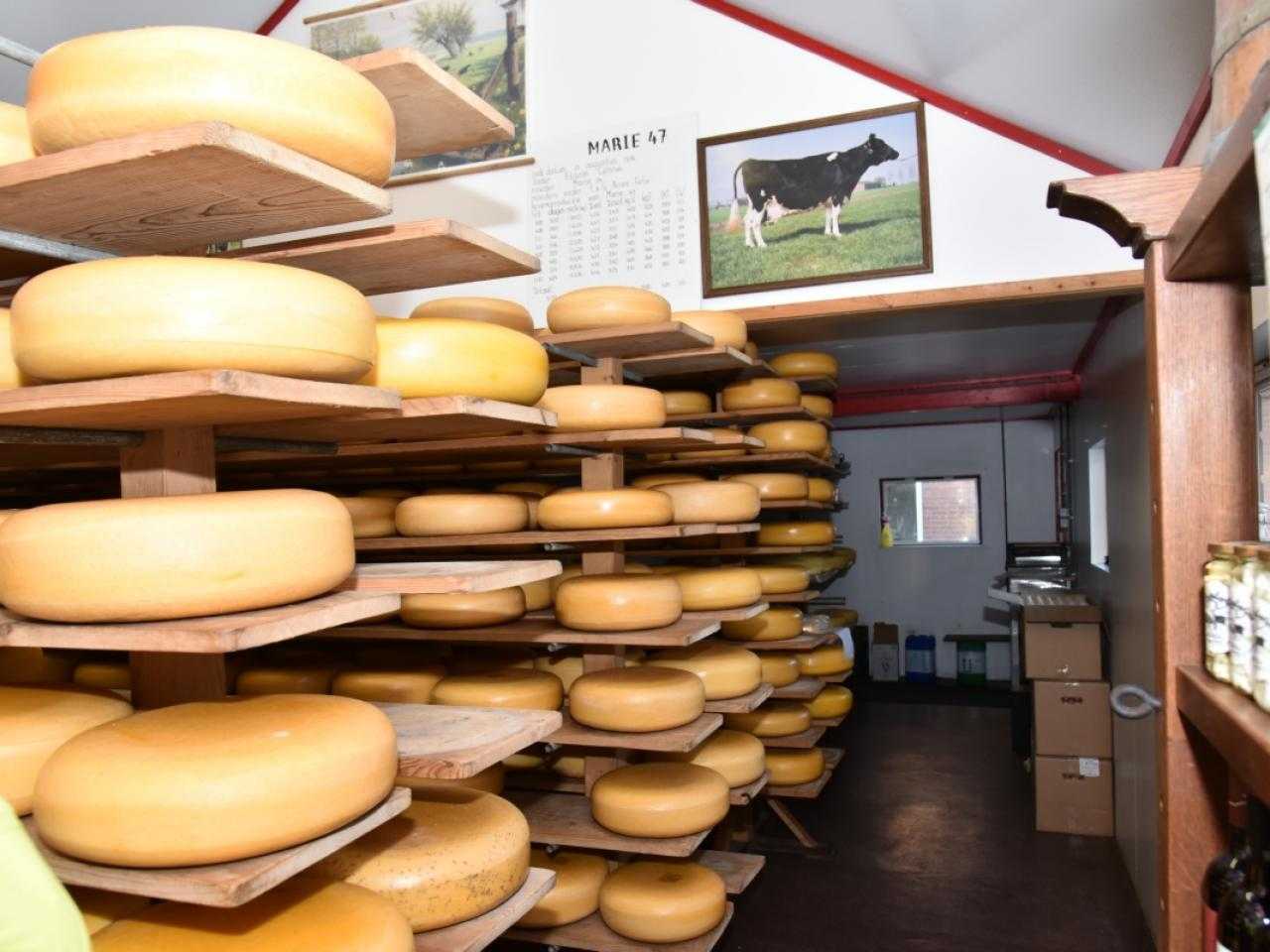 Cheeses on rows of shelves at orphan's dairy farm