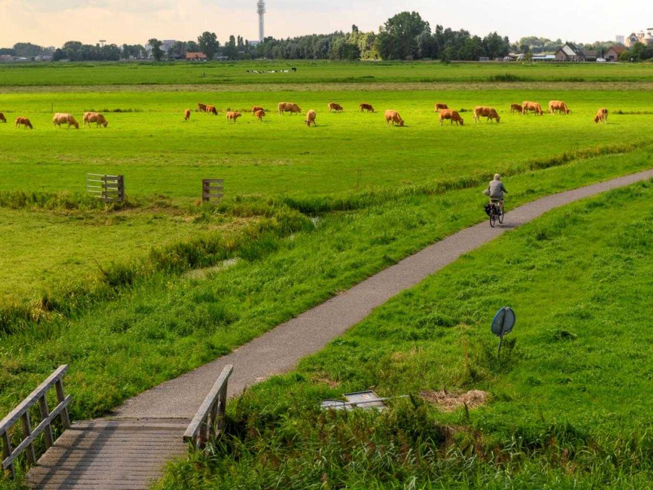 The beautiful polder landscape of Spaarndam with a cyclist and cows.