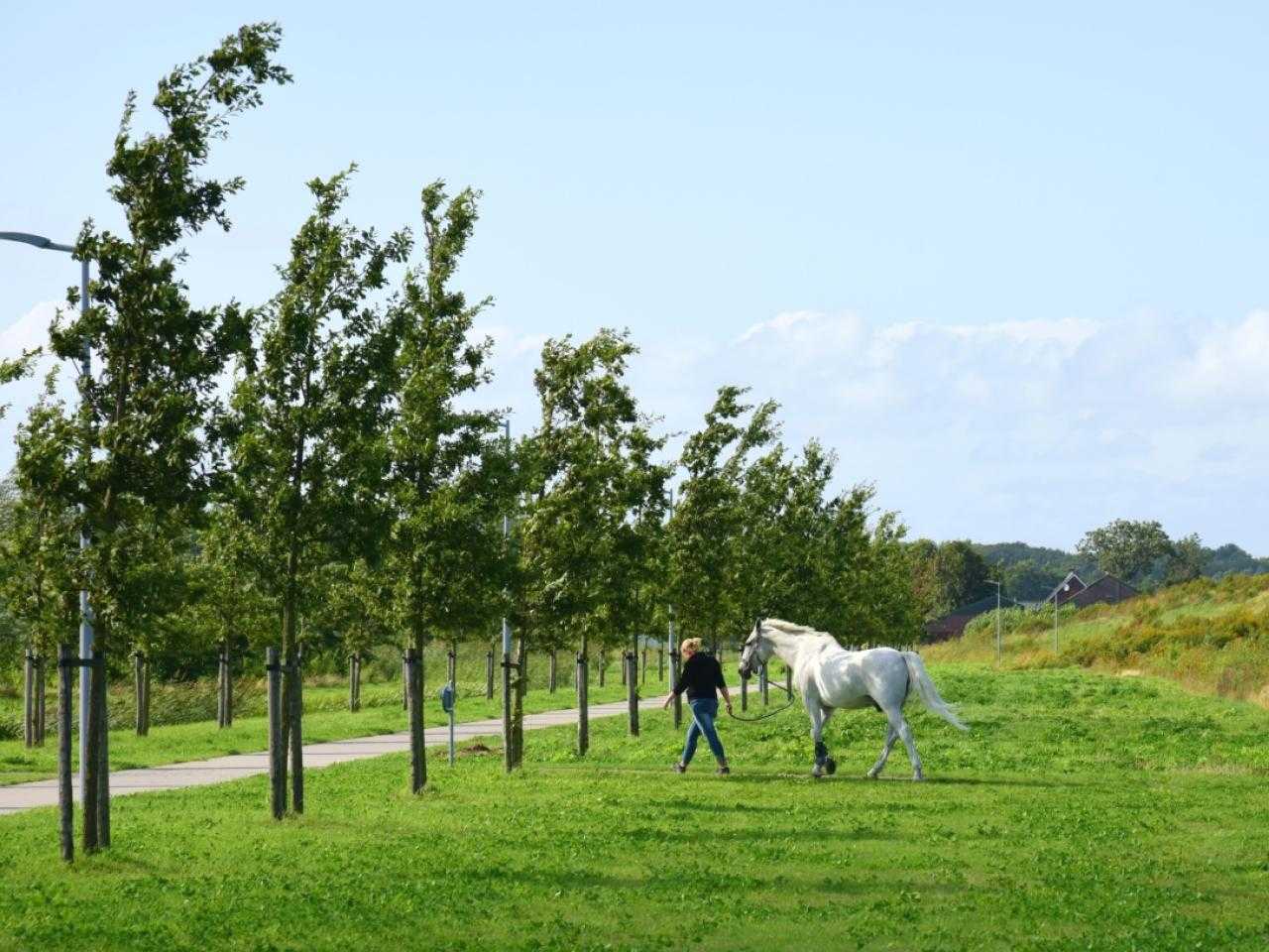 Zwaanshoek-Noord forest area in the picture with a rider and horse.