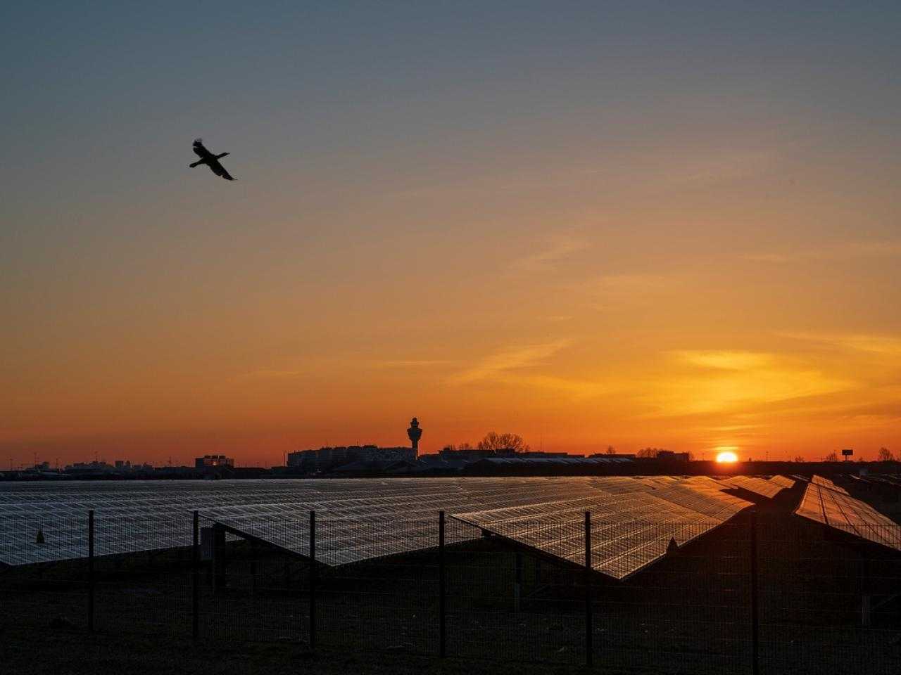 Zonnepark De Groene Hoek met zonsopgang bij De Hoek. 