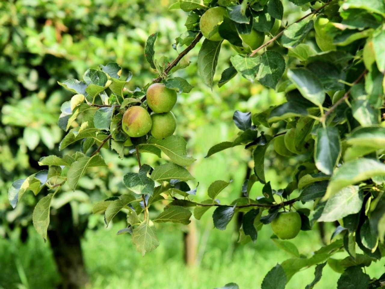 Olmenhorst boom met appels