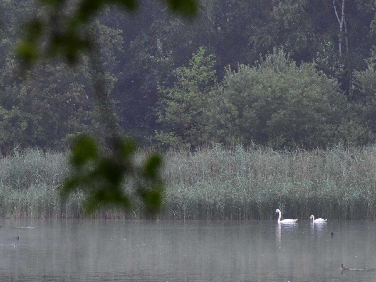 Zwanen in de Groene Weelde