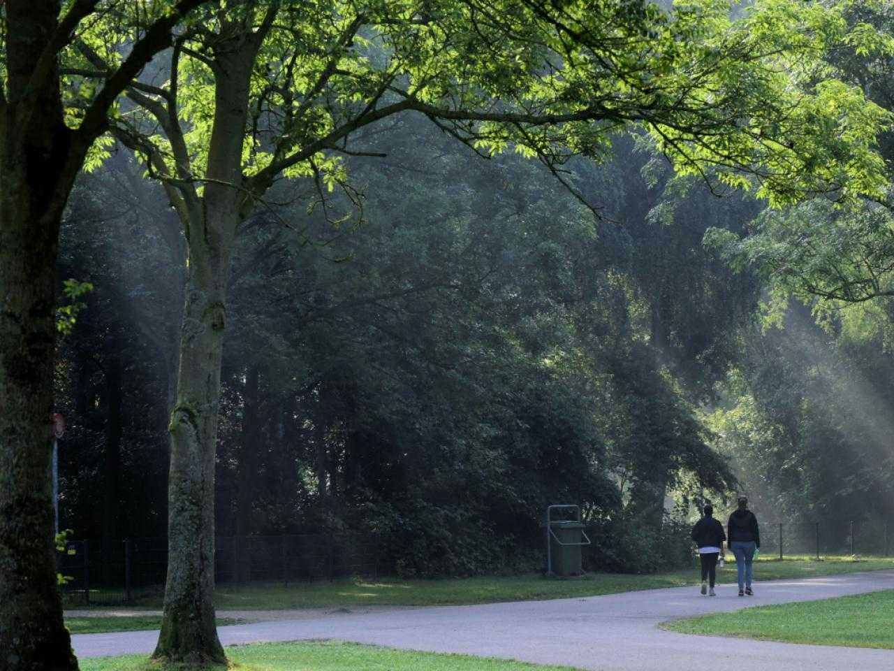 Haarlemmermeer forest