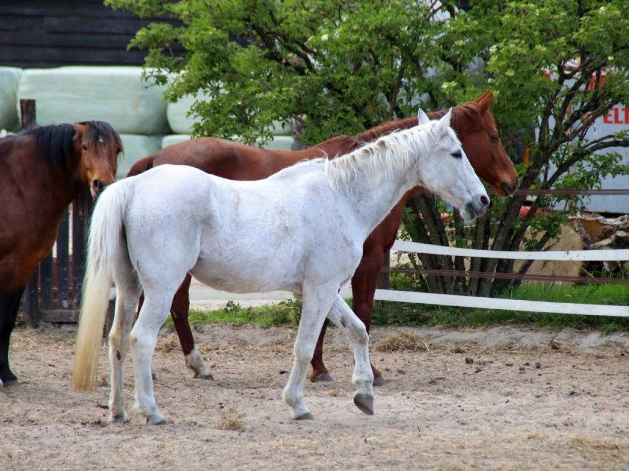 Riding school