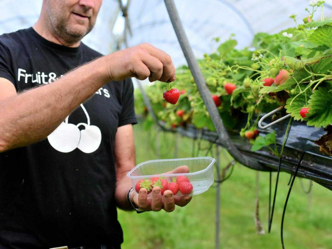 Man plukt aardbei en doet hem in bakje bij Van Reeuwijk Fruit en Flowers