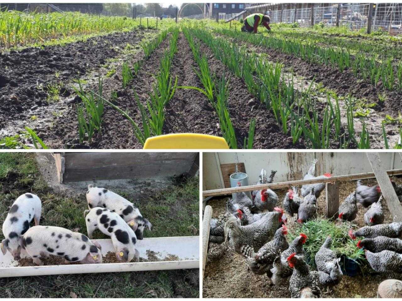 Boerderij met varkens en kippen