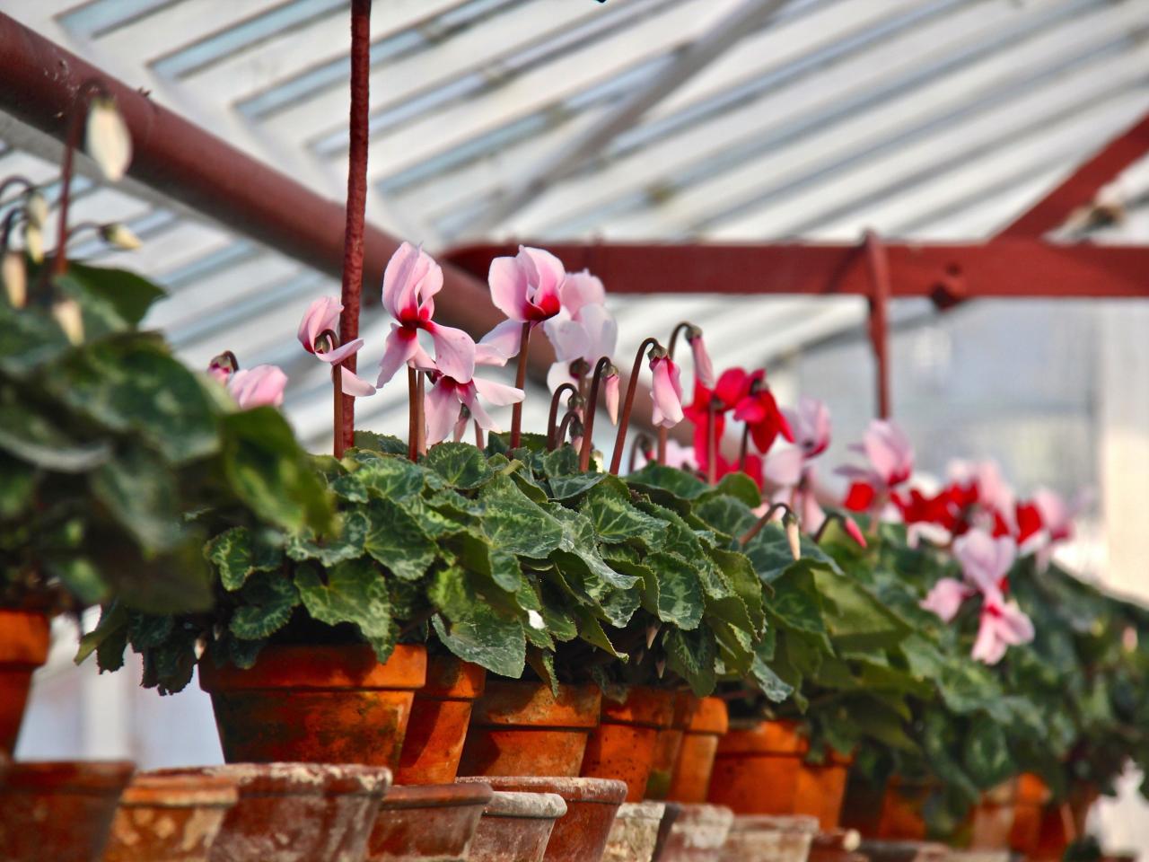 Bloemen bij Historische Tuin Aalsmeer