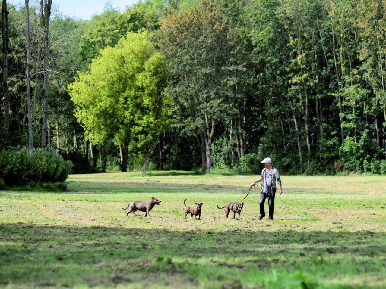 Honden en man in natuurgebied houtrak