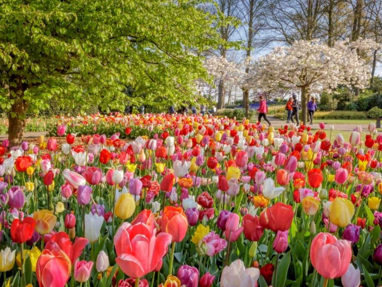 Bloemen in de Keukenhof