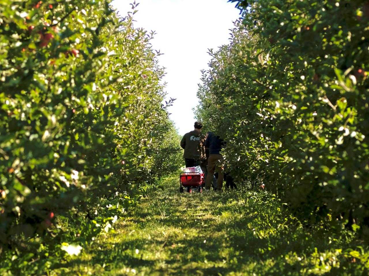 Lopende mensen in appelboomgaard