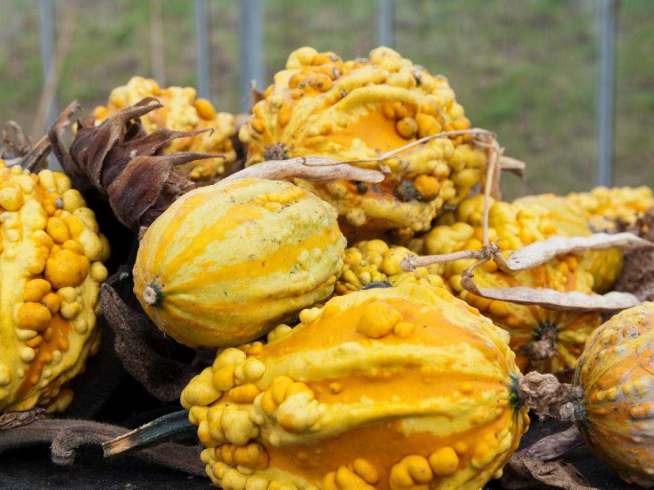Pompoenen