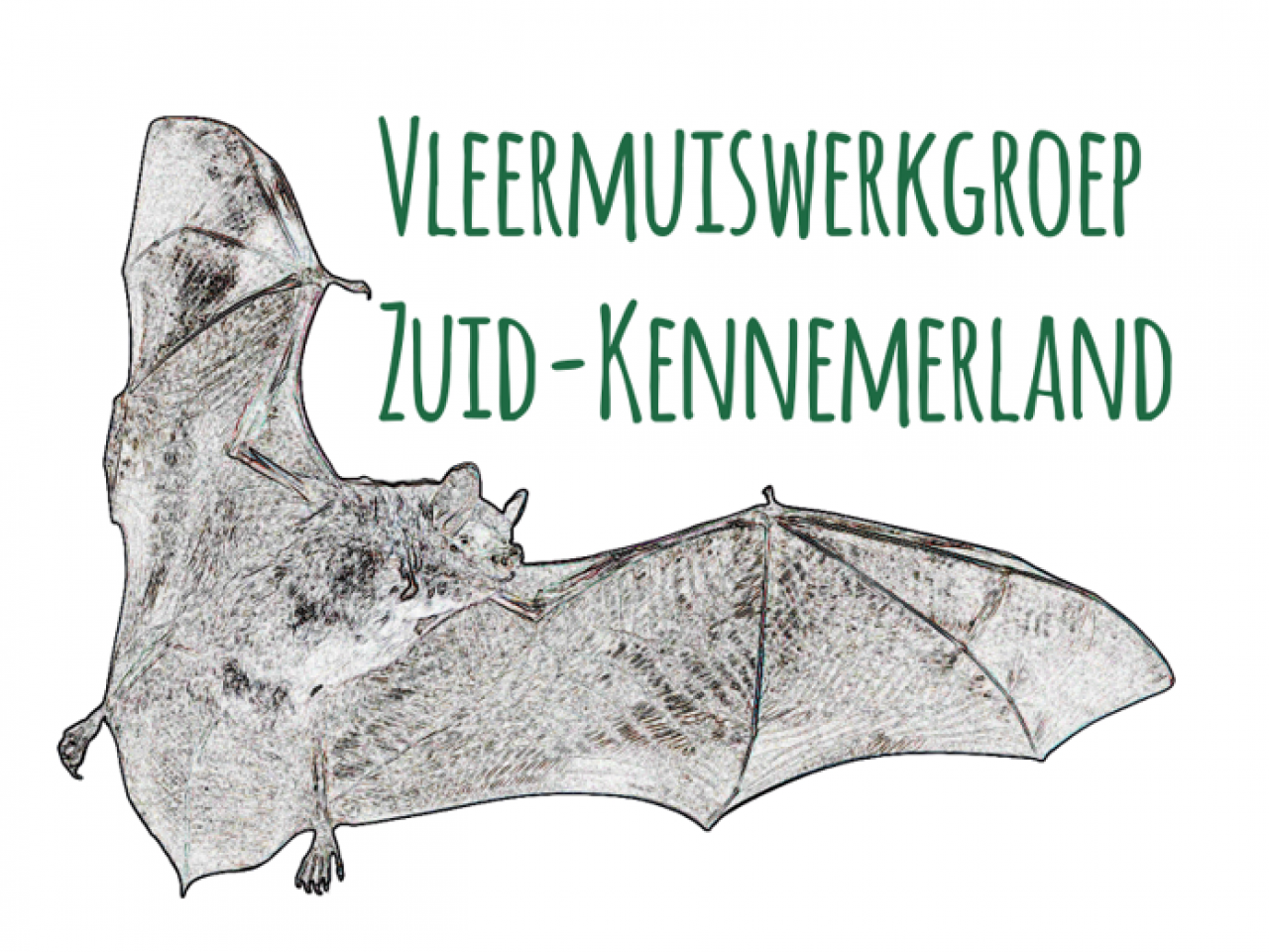 Vleermuis