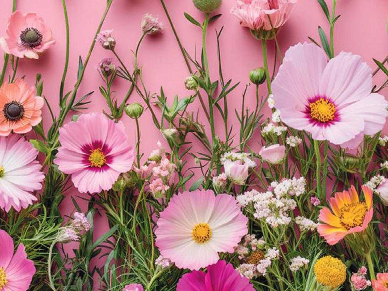 Roze bloemen tegen een roze achtergrond