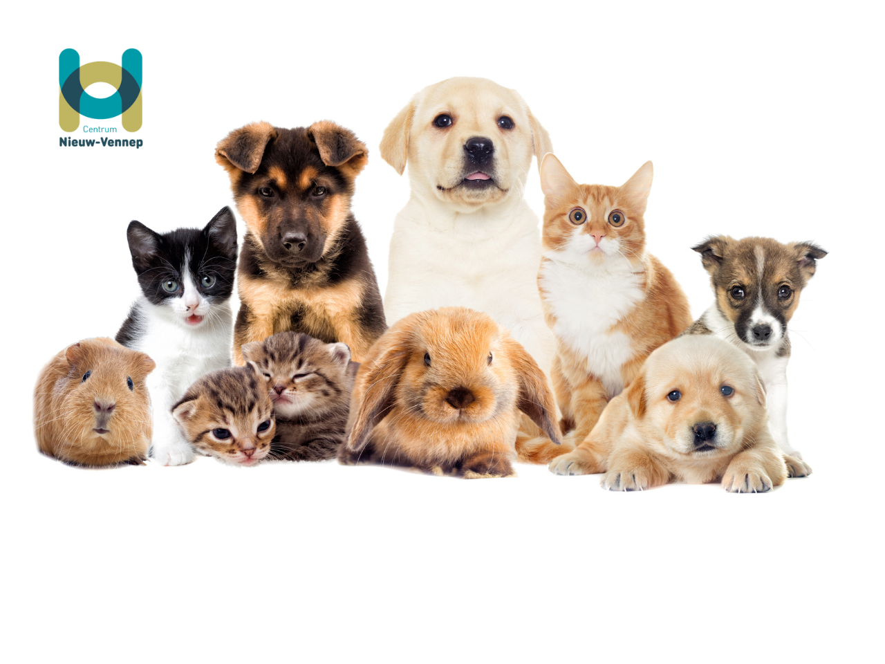 Dieren