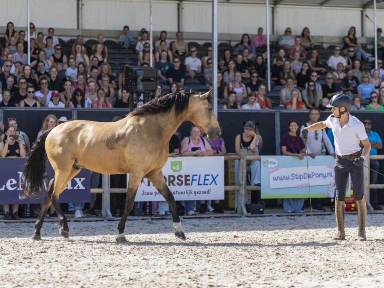 Trainer met paard